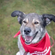 Hilda 0053/23 - samica, 5 lat