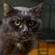 Bali 0055/25 - samiec, 6 lat