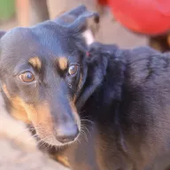Bibi 0074/25 - samica, 8 lat
