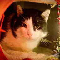 Prymuś 0118/25 - samiec, 6 lat