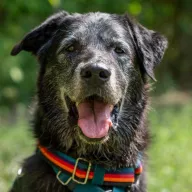Hodor 1994/19 - samiec, 12 lat
