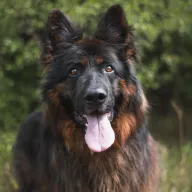 Khan 0284/20 - samiec, 12 lat