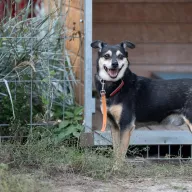 Jasper  0489/20 - samiec, 6 lat
