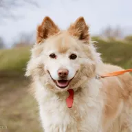 Piku 0727/22 - samiec, 6 lat