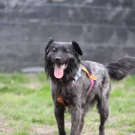 Skittles 0539/21 - samiec, 5 lat
