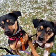 Triki 1241/24 - samiec, 5 lat