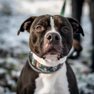 Baxter 0934/21 - samiec, 5 lat