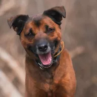 Summer 1798/24 - samiec, 7 lat