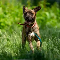  1234/25 - samiec, 4 lata