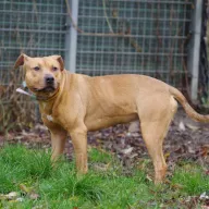 Aron 0851/22 - samiec, 1 rok