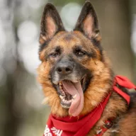 Oskar 0873/22 - samiec, 9 lat