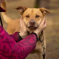 Texas 1367/23 - samiec, 4 lata