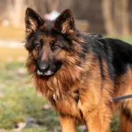 Bonnie 1143/22 - samica, 5 lat