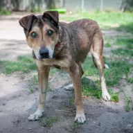 Fergus 0575/23 - samiec, 13 lat