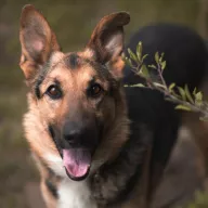 Denzel 0746/23 - samiec, 7 lat