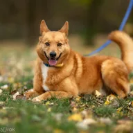 Rotti 0864/23 - samiec, 8 lat