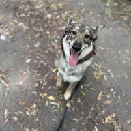  0377/25 - samiec, 3 lata