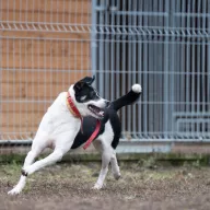 Rollo 1314/23 - samiec, 6 lat