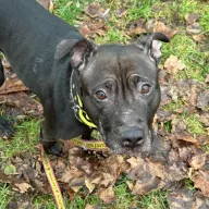 Piri 0649/24 - samica, 10 lat