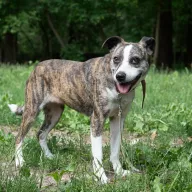 Makina 1810/23 - samica, 6 lat
