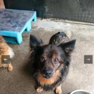  1324/25 - samiec, 15 lat