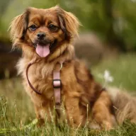  1323/25 - samica, 7 lat