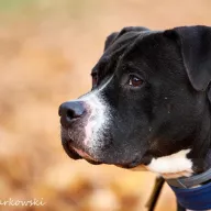  Teddy 0497/24 - samiec, 6 lat