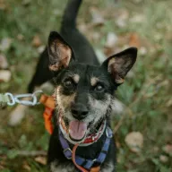 Sid 1583/24 - samiec, 4 lata