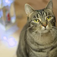 Batorek 0136/25 - samiec, 3 lata