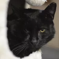 Ron 0170/25 - samiec, 5 lat