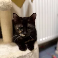 Cookie 0174/25 - samica, 10 miesięcy