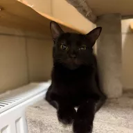 Ronka 0177/25 - samica, 4 lata