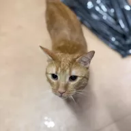 Seryn 0181/25 - samiec, 5 lat