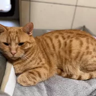 Garfield 0183/25 - samiec, 2 lata