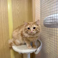 Araginek 0184/25 - samiec, 2 lata