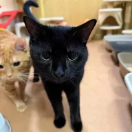 Chrupek 0185/25 - samiec, 1 rok