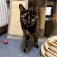 Kitty 0186/25 - samica, 1 rok