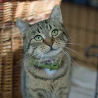 Tamaris 0198/25 - samiec, 2 lata