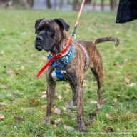 Tiger 1201/25 - samiec, 5 lat