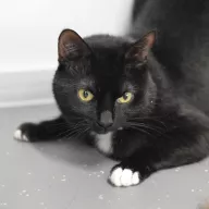 Surma 0229/25 - samiec, 4 lata