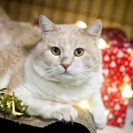 Malarz 0266/25 - samiec, 3 lata