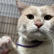 Malarz 0266/25 - samiec, 3 lata