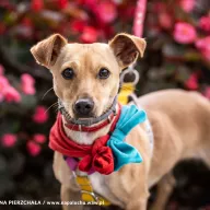 Ginny 0279/25 - samica, 1 rok