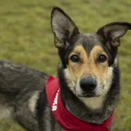 Luna 0305/25 - samica, 7 lat