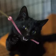 Mambo 0331/25 - samiec, 6 miesięcy