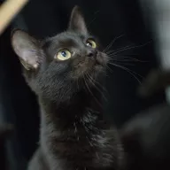 Lara 0389/25 - samica, 6 miesięcy