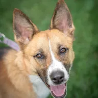 Lulu 0392/25 - samica, 1 rok