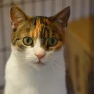 Morrigan 0414/25 - samica, 10 lat