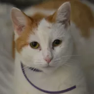 Mala 0432/25 - samica, 4 lata