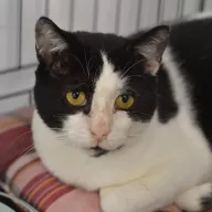 Solas 0444/25 - samiec, 5 lat